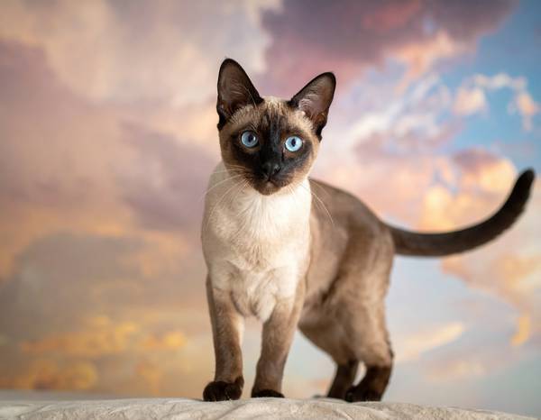 Close-up of a Tonkinese's aqua eyes.