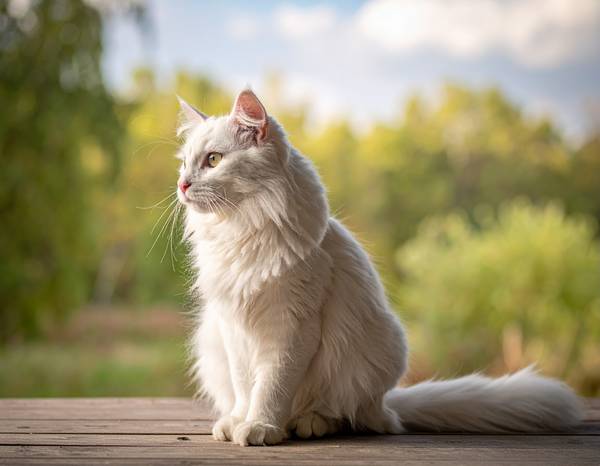 Close-up of a Turkish Angora's triangular head, with its large ears and almond-shaped eyes.