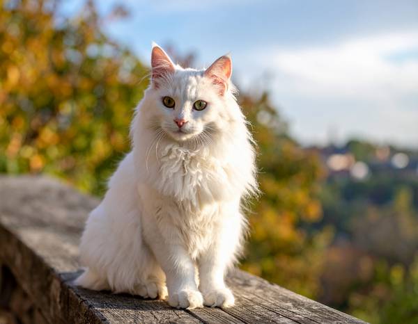 A white Turkish Angora cat with blue eyes, featuring a long and silky coat.
