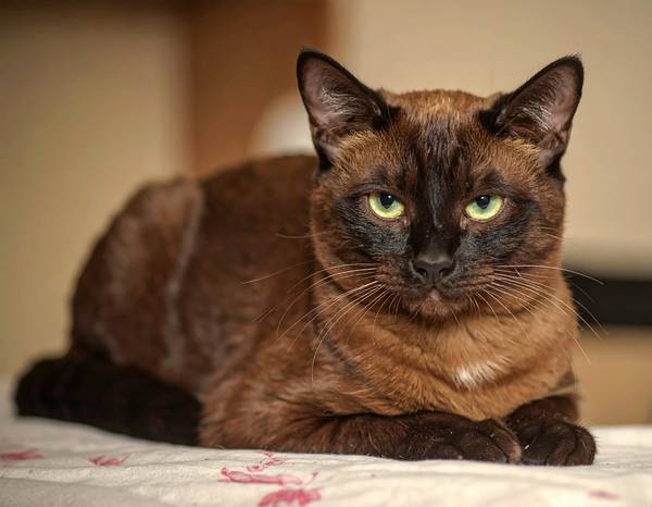 Close-up of the York Chocolate's head, showing its silky coat and green or gold eyes.